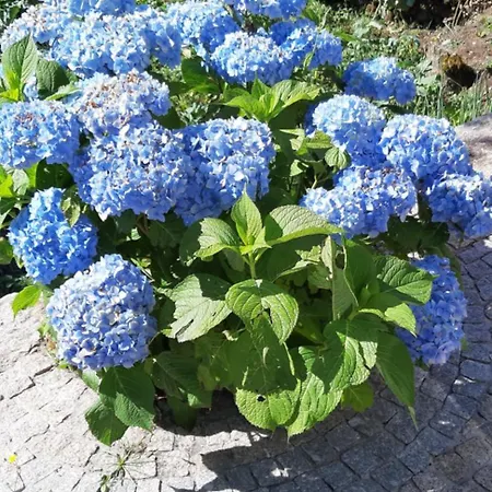 Tatil Evi Casa Do Terreiro