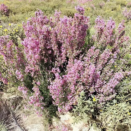 Casa Do Terreiro Tatil Evi